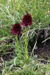 Nigritella nigra subsp. rhellicani (Teppner & E. Klein ) H. Baumann, Kunkele & R. Lorenz