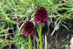 Nigritella nigra subsp. rhellicani (Teppner & E. Klein ) H. Baumann, Kunkele & R. Lorenz