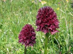 Nigritella nigra subsp. rhellicani (Teppner & E. Klein) H. Baumann, Kunkele & R. Lorenz