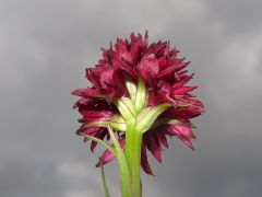 Nigritella nigra subsp. rhellicani (Teppner & E. Klein) H. Baumann, Kunkele & R. Lorenz