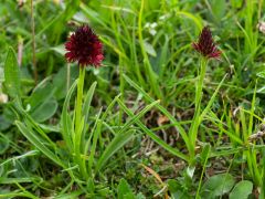 Nigritella nigra subsp. rhellicani (Teppner & E. Klein) H. Baumann, Kunkele & R. Lorenz