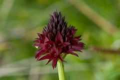 Nigritella nigra subsp. rhellicani (Teppner & E. Klein) H. Baumann, Kunkele & R. Lorenz