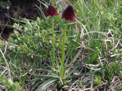 Nigritella nigra subsp. rhellicani (Teppner & E. Klein) H. Baumann, Kunkele & R. Lorenz