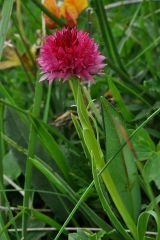 Nigritella corneliana (Beauvard) Göltz et HR Reinhard