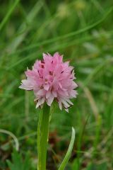 Nigritella corneliana (Beauvard) Göltz et HR Reinhard