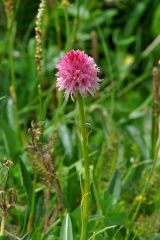 Nigritella corneliana (Beauverd) Gòlz & H.R. Reinhard