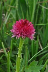 Nigritella corneliana (Beauvard) Göltz et HR Reinhard