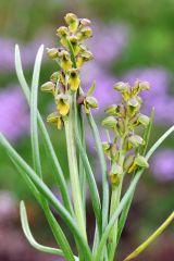 Chamorchis alpina (L.) Rich.