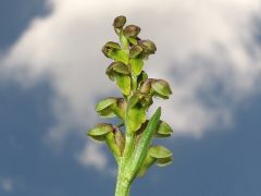 Chamorchis alpina (L.) Rich.