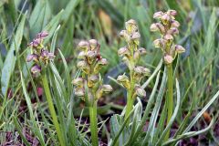 Chamorchis alpina (L.) Rich.