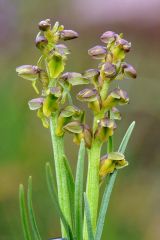 Chamorchis alpina (L.) Rich.