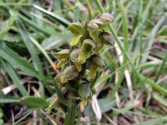 Chamorchis alpina (L.) Rich.