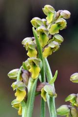 Chamorchis alpina (L.) Rich.