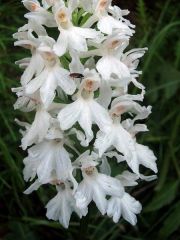 Dactylorhiza maculata (L.) Soò subsp. Fuchsii (Druce) Hil