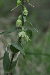 Epipactis muelleri Godfery