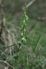 Epipactis muelleri Godfery