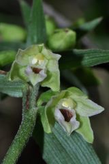 Epipactis muelleri Godfery