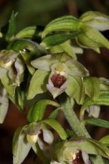 Epipactis muelleri Godfery