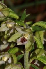 Epipactis muelleri Godfery