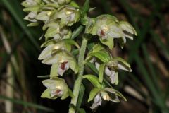 Epipactis muelleri Godfery