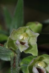 Epipactis muelleri Godfery