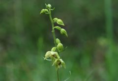 Epipactis muelleri Godfery