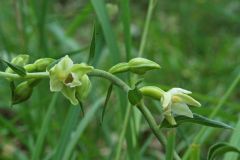 Epipactis muelleri Godfery