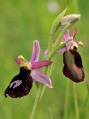 Ophrys bertolonii subsp. benacensis (Reisigl) P. Delforge