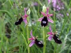 Ophrys bertolonii subsp. benacensis (Reisigl) P. Delforge