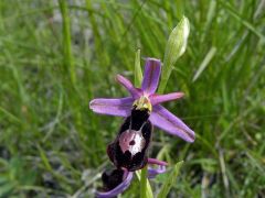 Ophrys bertolonii subsp. benacensis (Reisigl) P. Delforge