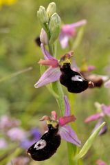 Ophrys bertolonii subsp. benacensis (Reisigl) P. Delforge