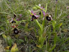 Ophrys bertolonii subsp. benacensis (Reisigl) P. Delforge