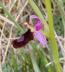 Ophrys bertolonii subsp. benacensis (Reisigl) P. Delforge