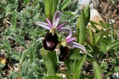 Ophrys bertolonii subsp. benacensis (Reisigl) P. Delforge