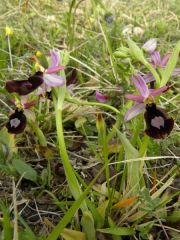 Ophrys bertolonii subsp. benacensis (Reisigl) P. Delforge