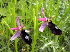 Ophrys bertolonii subsp. benacensis (Reisigl) P. Delforge