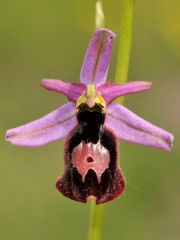 Ophrys bertolonii subsp. benacensis (Reisigl) P. Delforge