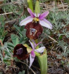 Ophrys bertolonii subsp. benacensis (Reisigl) P. Delforge