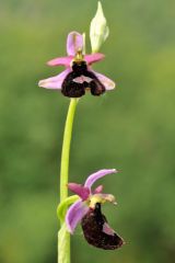 Ophrys bertolonii subsp. benacensis (Reisigl) P. Delforge