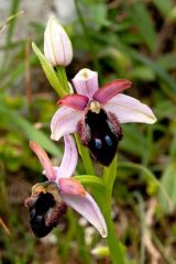 Ophrys promontorii O. & E. Danesch