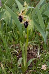 Ophrys promontorii O. & E. Danesch