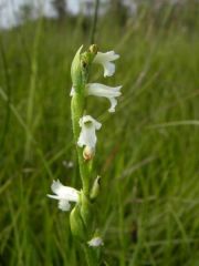 Spiranthes aestivalis (Poir.) Rich.