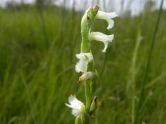 Spiranthes aestivalis (Poir.) Rich.