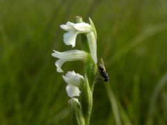 Spiranthes aestivalis (Poir.) Rich.