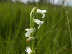 Spiranthes aestivalis (Poir.) Rich.