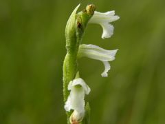 Spiranthes aestivalis (Poir.) Rich.