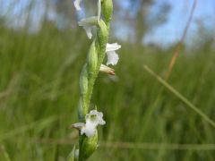 Spiranthes aestivalis (Poir.) Rich.