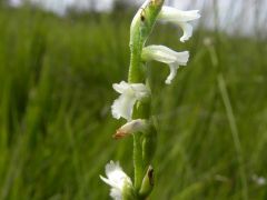 Spiranthes aestivalis (Poir.) Rich.