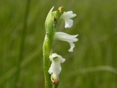 Spiranthes aestivalis (Poir.) Rich.