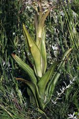 Himantoglossum hircinum (L.) Spreng.